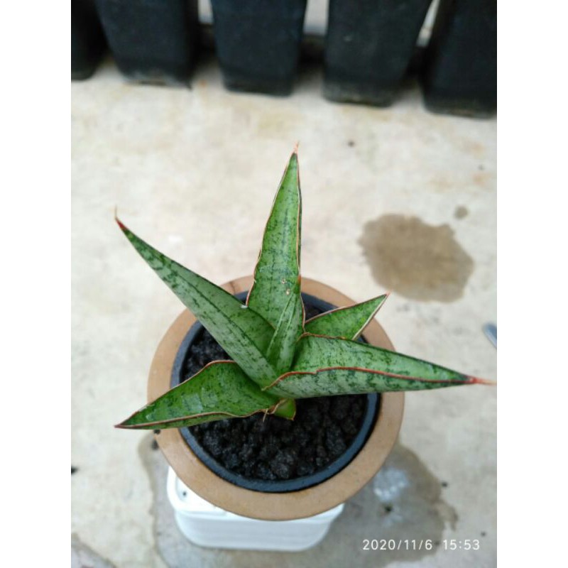 Tanaman hias mini sansevieria / sansivera hybrid "willyi"