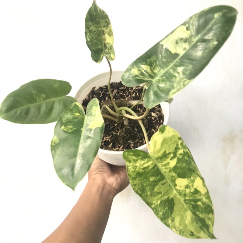 philodendron burlemarx variegata / burlemarx varigata