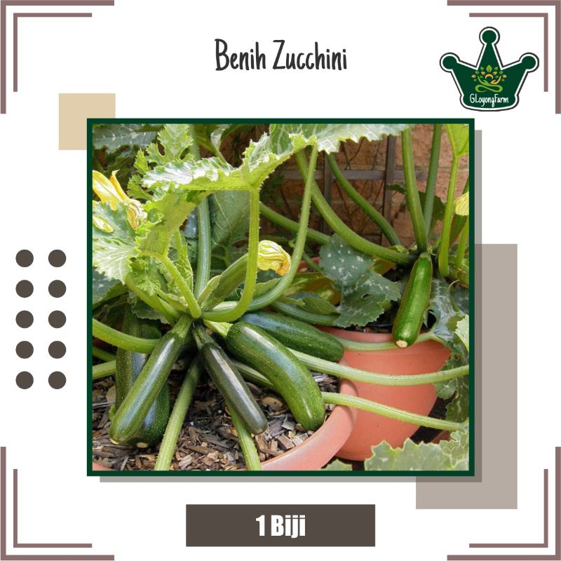 Bibit Sayur Zucchini Hijau F1 - Benih Sayuran