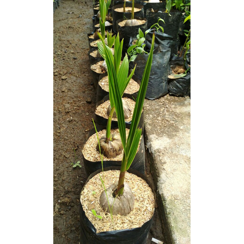 Bibit Kelapa Gading