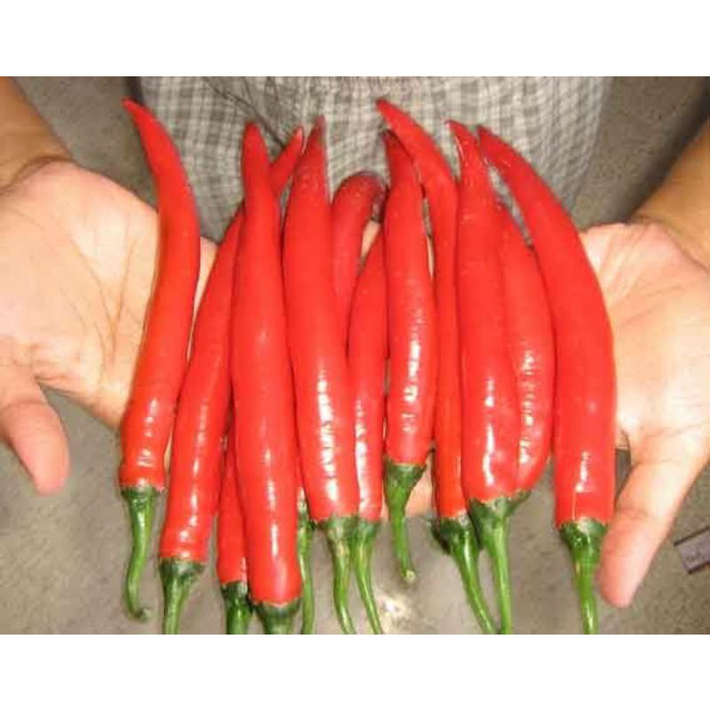 

Cabe Besar Merah