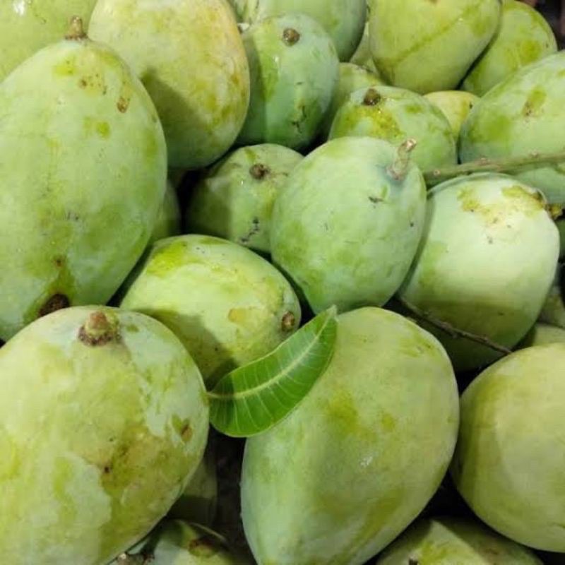 Mangga Indramayu 1kg