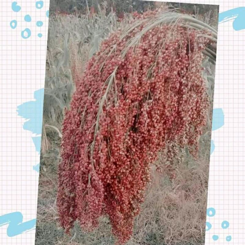 

VIRAL PALING MURAH !! SORGUM MURAH MERIAH