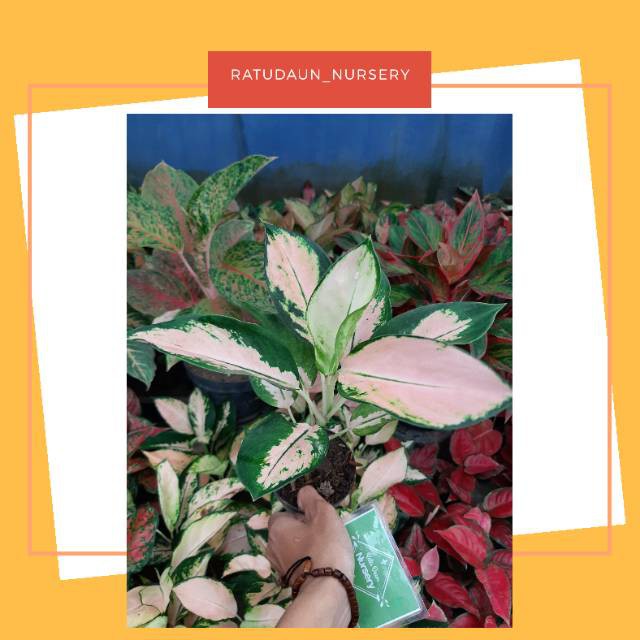 AGLAONEMA / AGLONEMA KOCHIN SUTRA BESAR