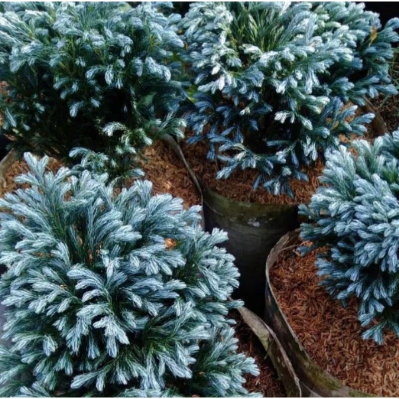 Cemara Perak / tanaman Hias Cemara perak Blue Cemara blue