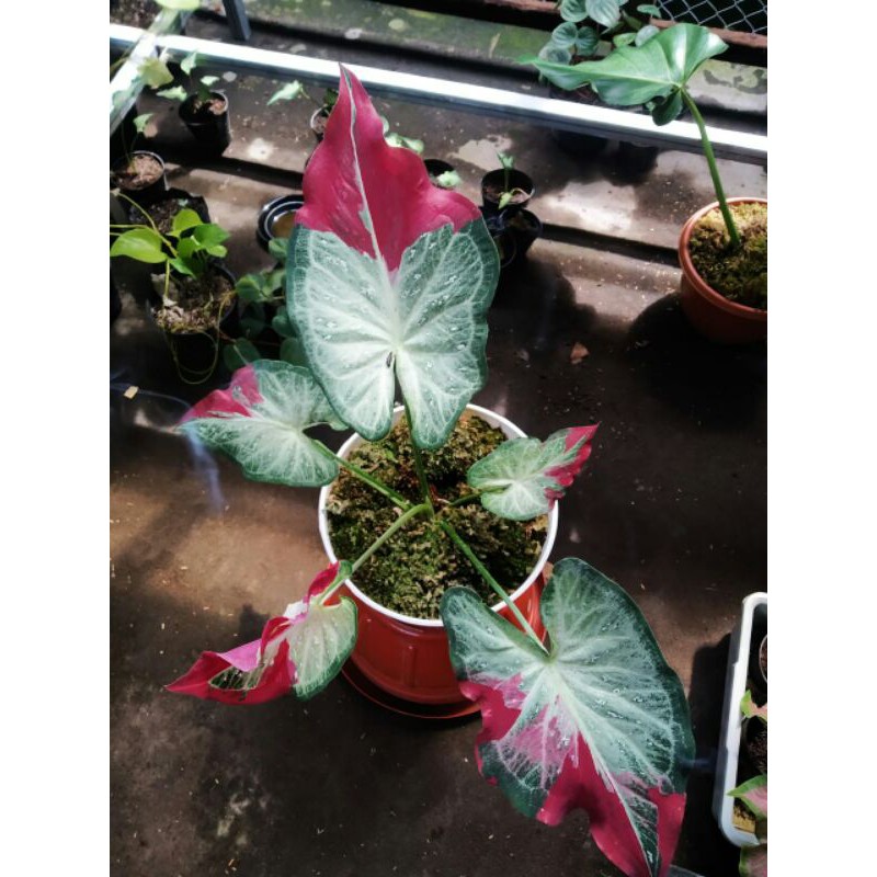 BISA COD)Tanaman Hias Caladium Shycool/Bunga Hias kaladium shycool/Keladi Thailand/Kaladi/Tumpah Cat