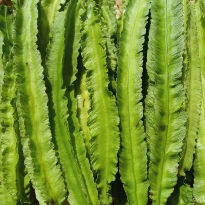 

Bisa Kirim Instan - Sayur Kecipir per pack