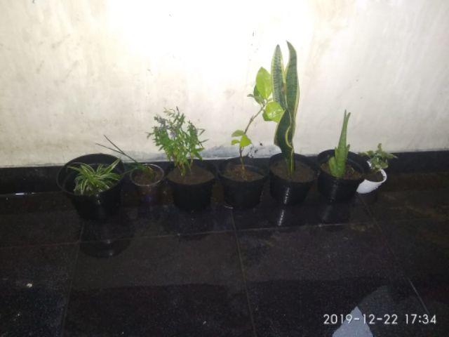 Tanaman Hias Krokot Putih - Kerokot Variegata