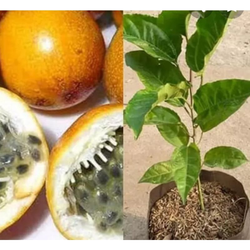 

Bibit Tanaman Buah Markisa Bibit Markisa Pohon Markisa Passiflora
