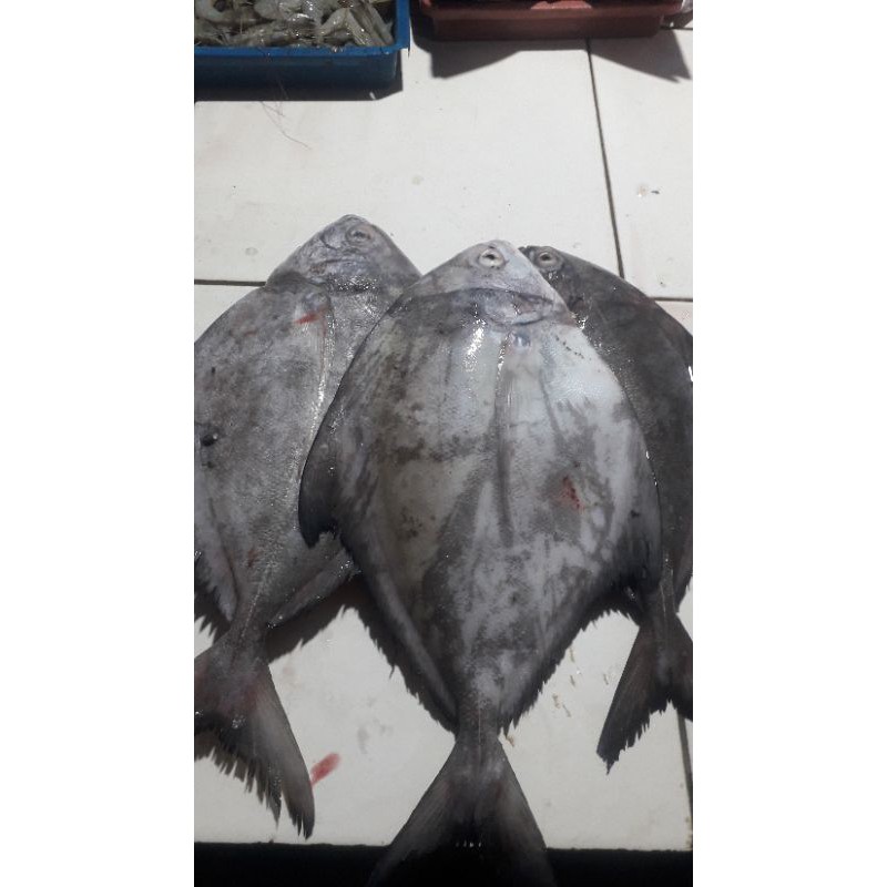 

BAWAL LAUT:/500grm