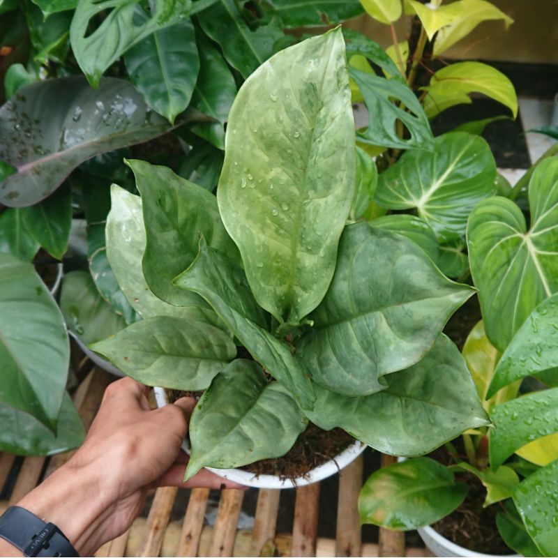 Aglaonema / Aglonema Silver Curly