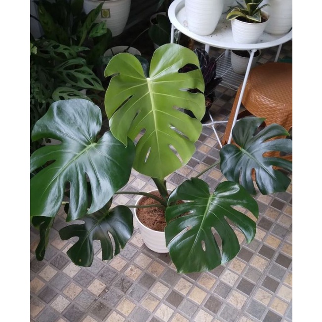 tanaman hias monstera king Asli bunga hias indoor & outdoor monstera kings / Monstera king JUMBO tan
