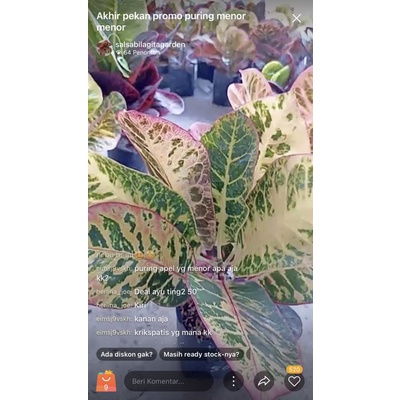 live tgl 06 ags deal live kak @herlina_joe ayu ting ting dan zaskia