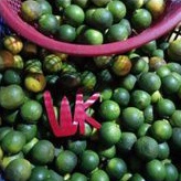 

Lemon Cui Jeruk Sonkit
