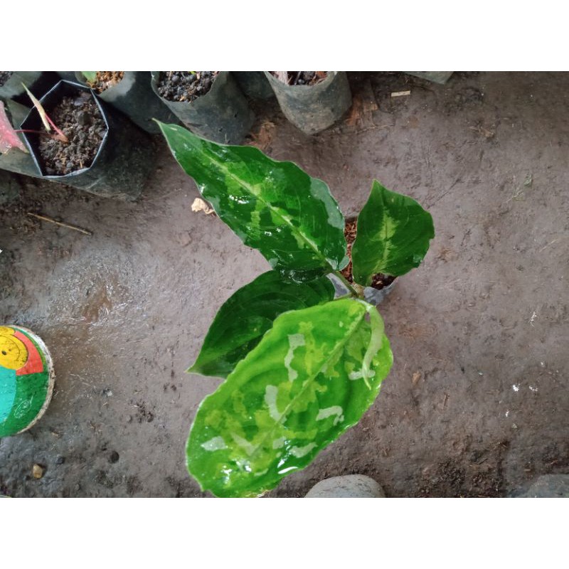Aglonema pictum tricolour