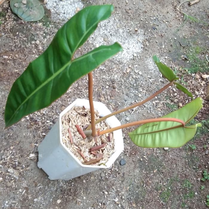 Tanaman Hias Philodendron Billitiae Kabel Busi Shopee Indonesia