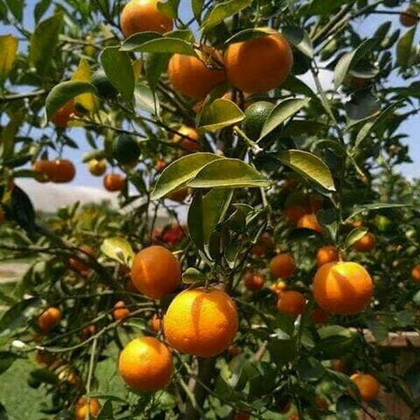 Bibit jeruk mandarin