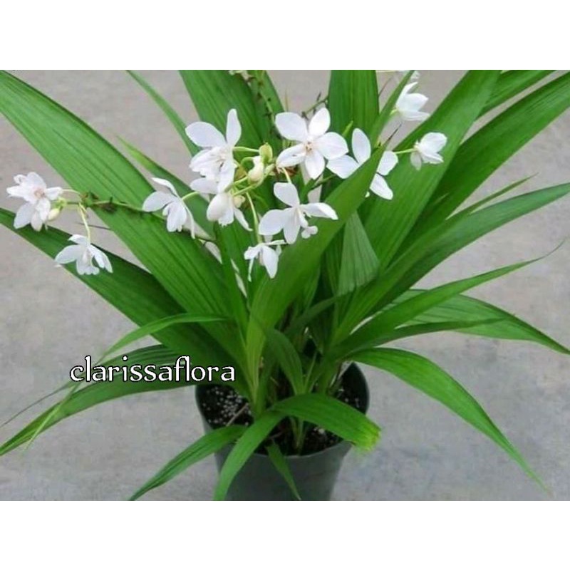 ANGGREK TANAH PUTIH - TANAMAN HIAS ANGGREK