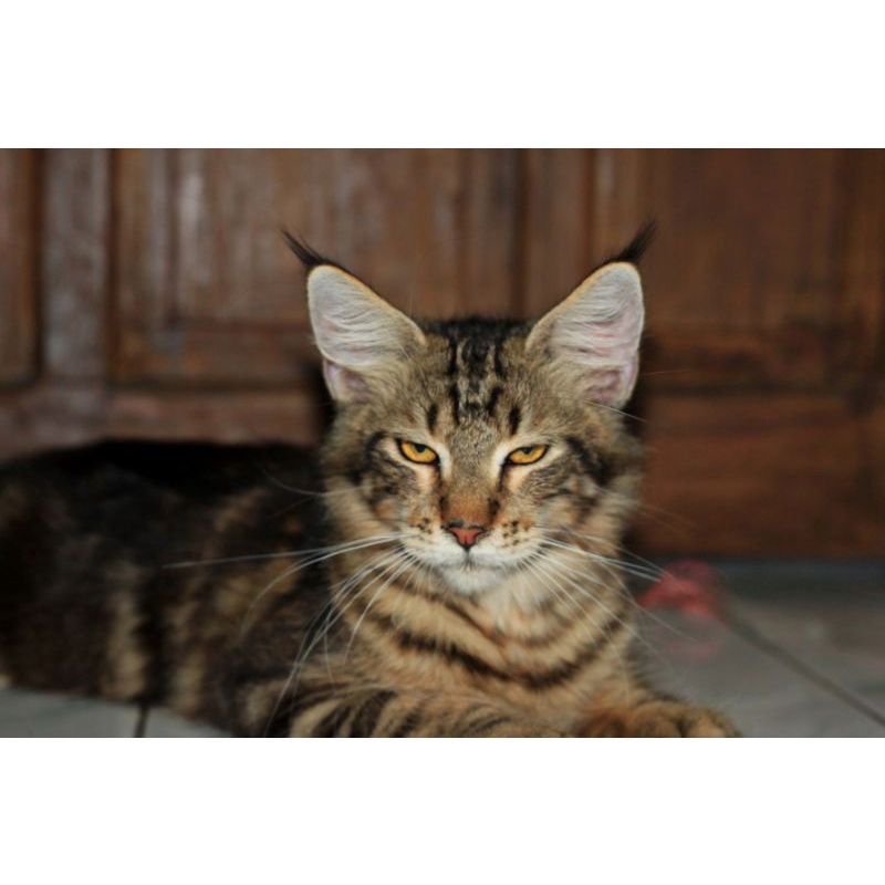 Kucing mainecoon line import bersertifikat