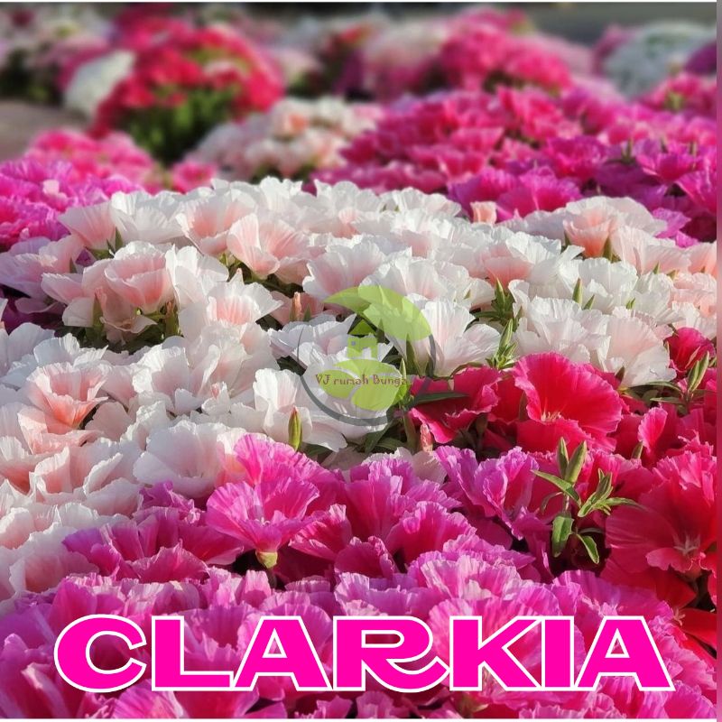 10 Biji - Benih Bunga Clarkia Mix