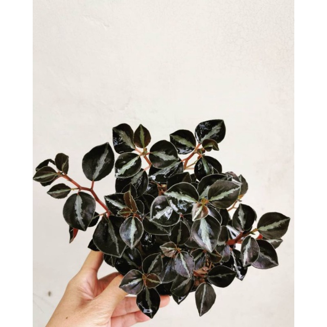 Tanaman bunga Peperomia metalica black