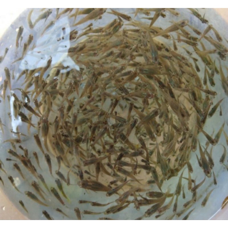 

cere air tawar 1 gelas/pakan aligator/pakan ikan aligatot/dll