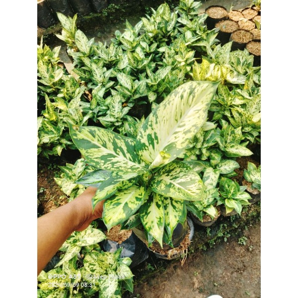 

diven candi beli 5 gratis lipstik 1