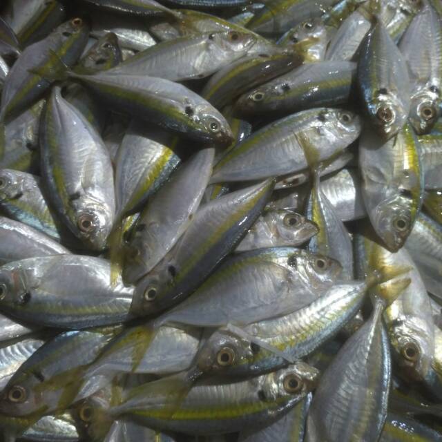 

Ikan selar segar 500 gram