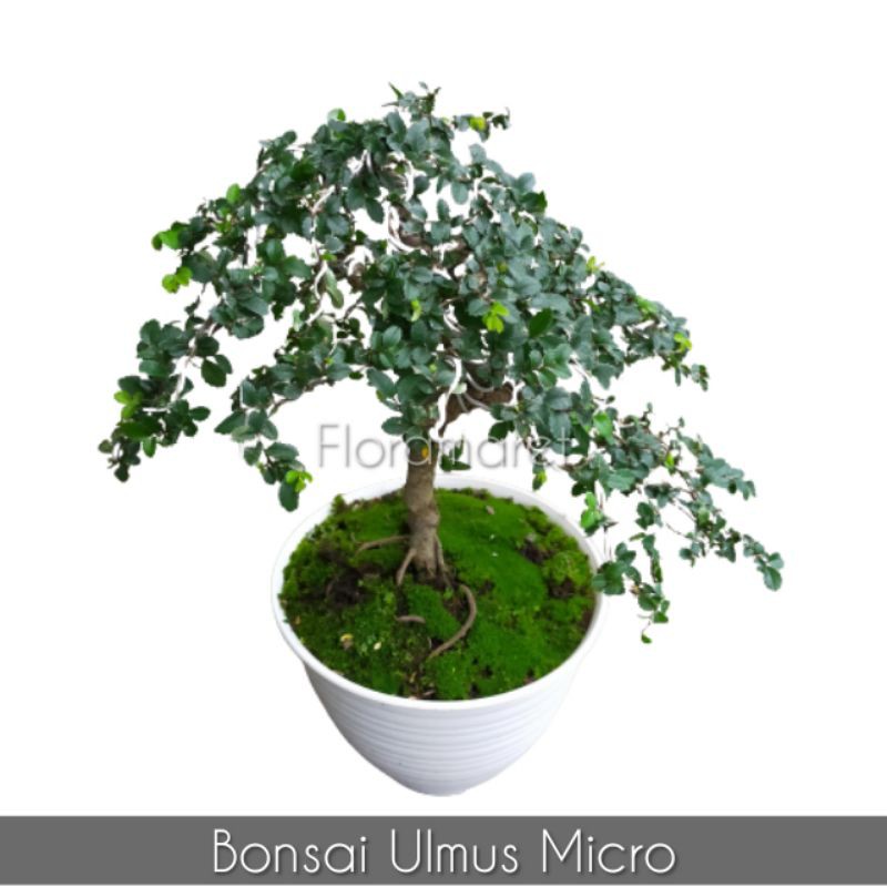 Bonsai Ulmus Micro