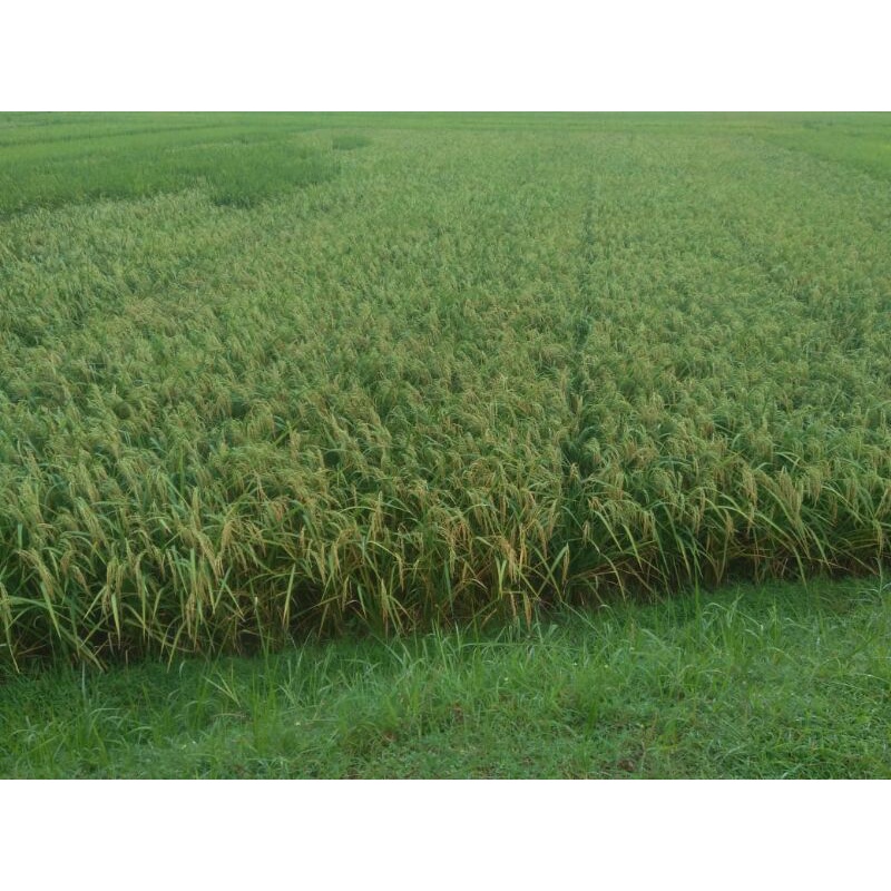 Benih Padi Cakrabuana 04