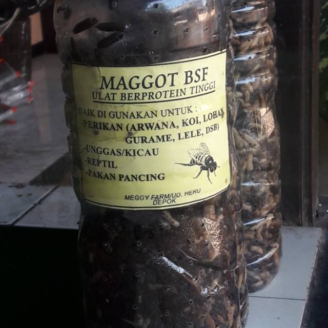 Pakan alternatif ikan arwarna koi. Reptil ber protein tinggi