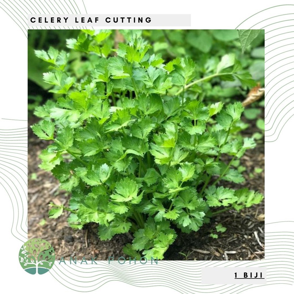 Benih Bibit Biji - Celery Leaf Cutting Seledri Herb Seeds - IMPORT