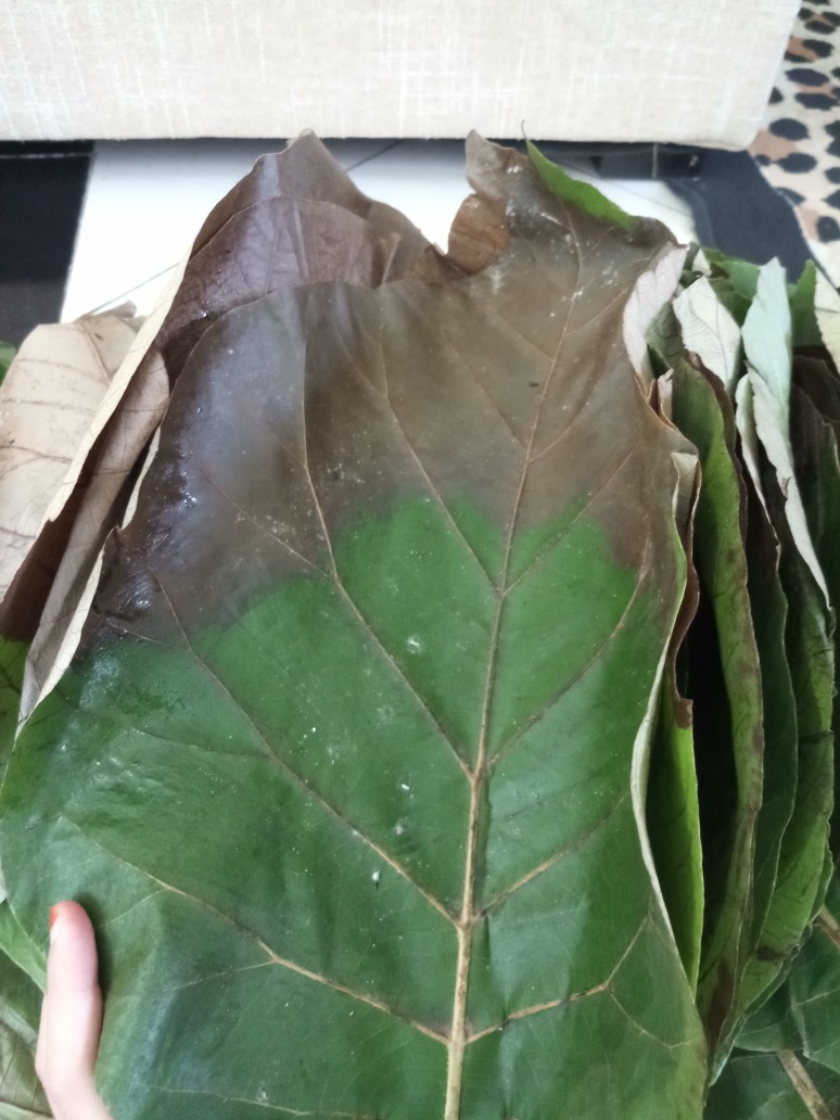 Daun Jati Segar 1kg