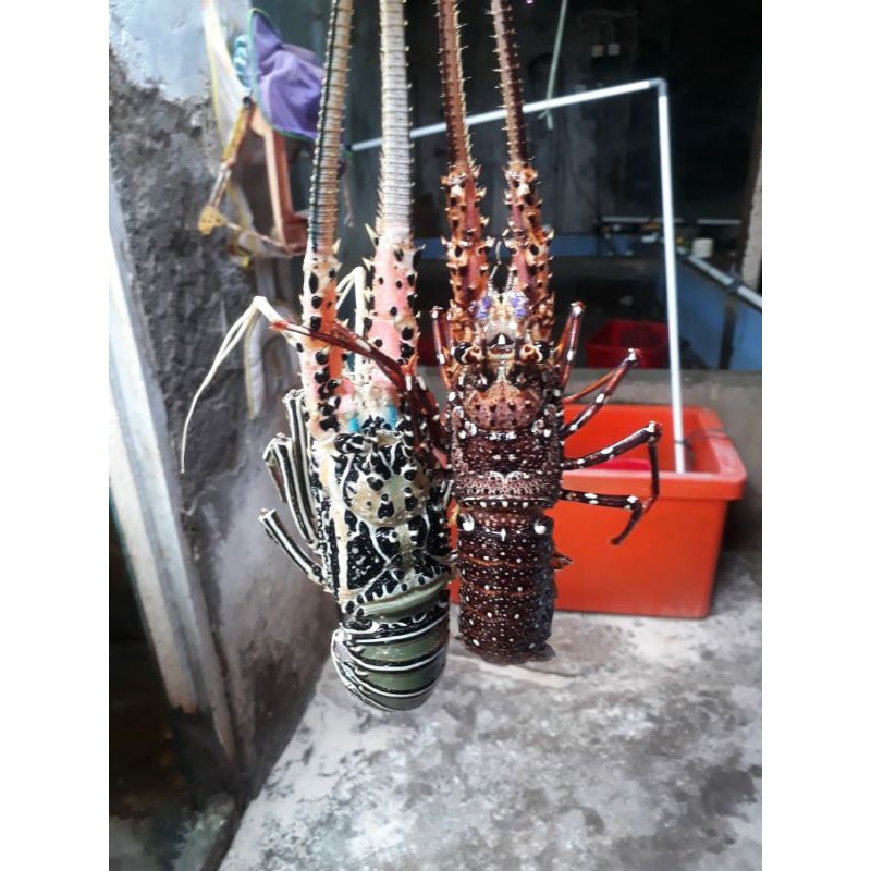 

Lobster Laut