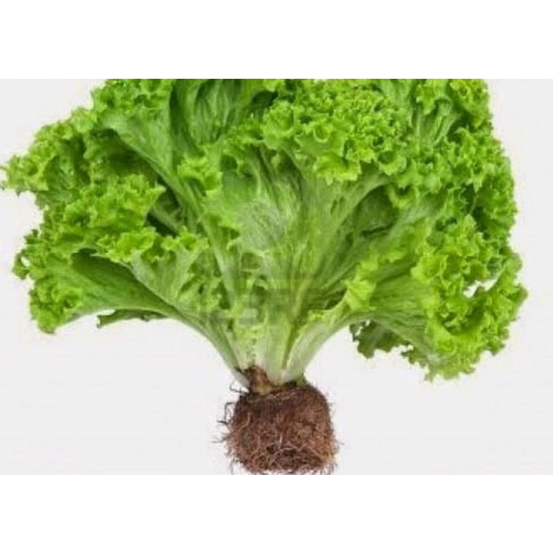 

salada keriting 6500