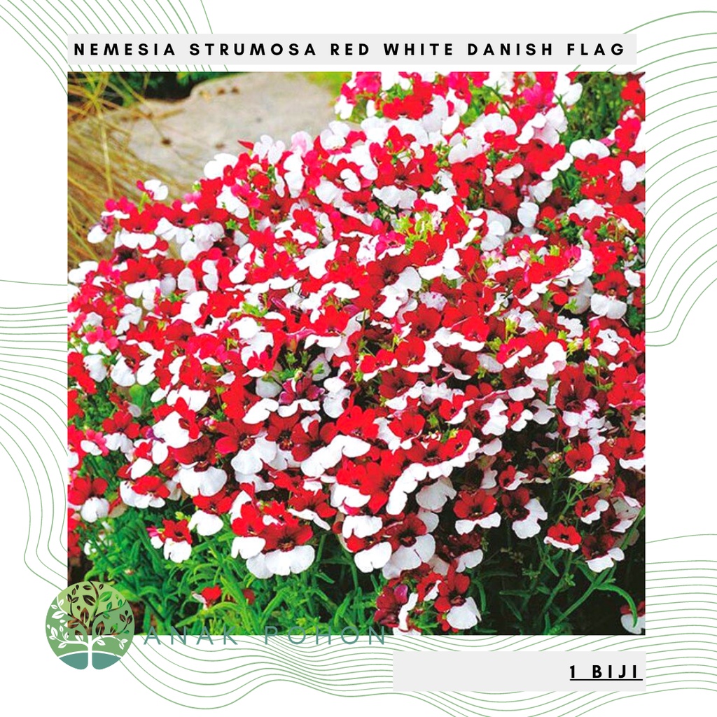 Benih Bibit Biji - Bunga Nemesia Strumosa Red &amp; White Seperti Bendera Merah Putih Indonesia Flower Seeds - IMPORT