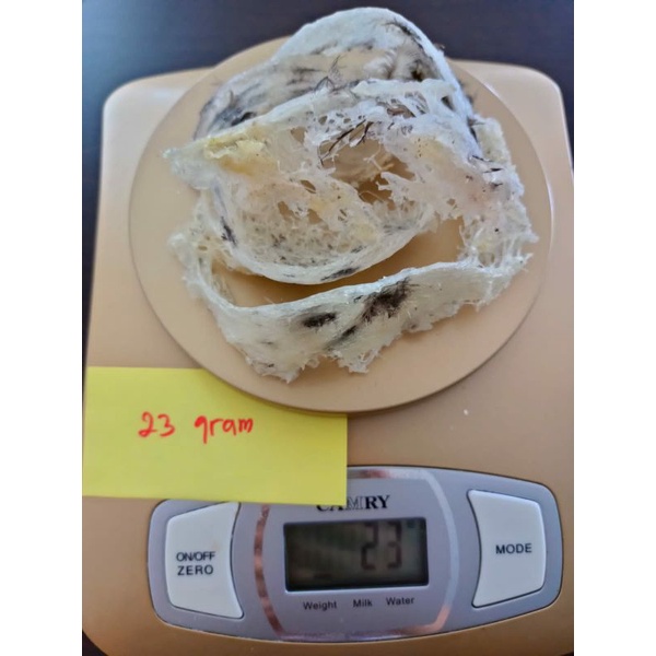 

Patahan utuh /sarang burung walet