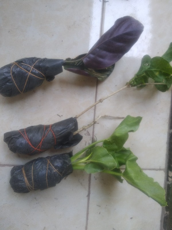 Tanaman Hias Philodendron Jari