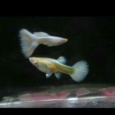 ikan guppy albino full platinum afp