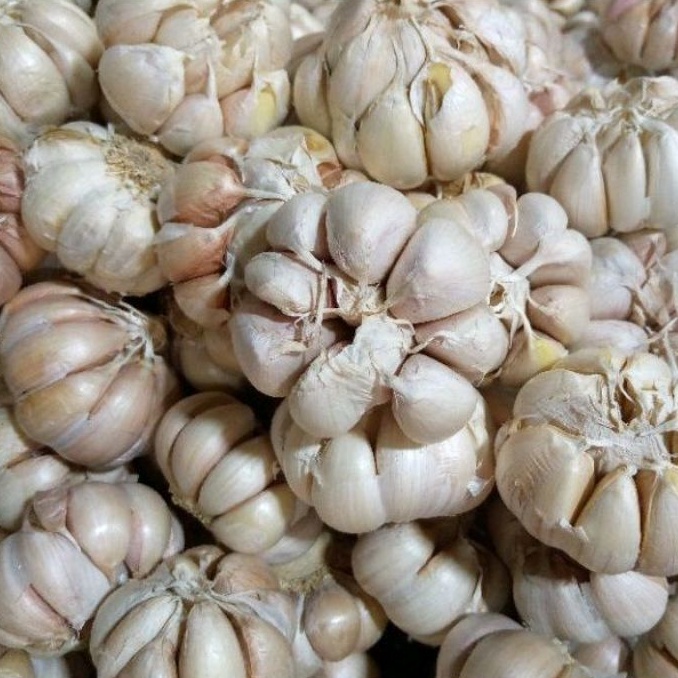 

Bawang Putih Reguler/Banci 500 Gram