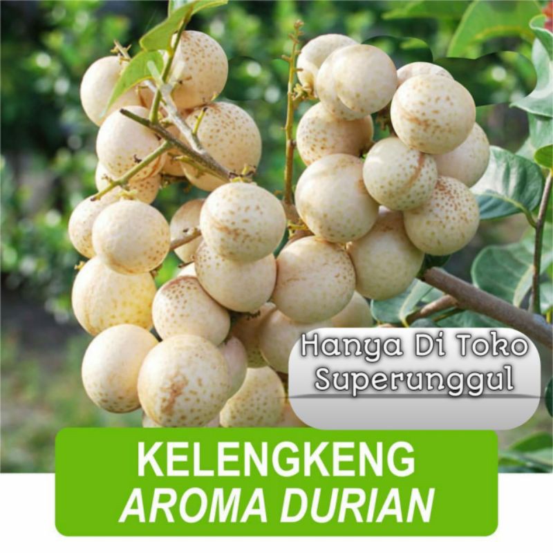 Bibit Kelengkeng Aroma Durian