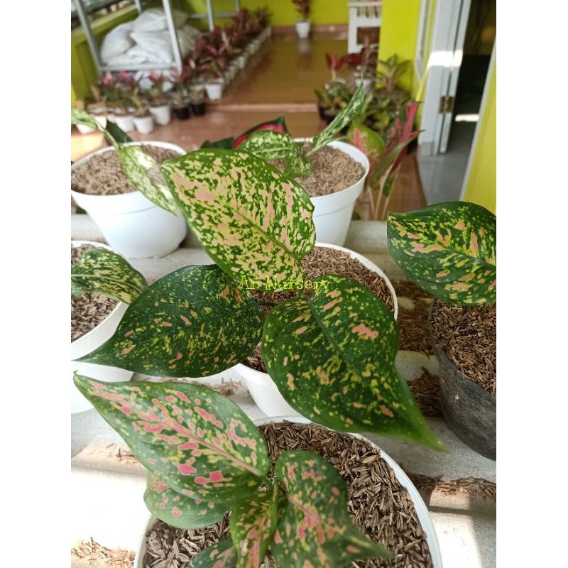 Aglonema Ruby Chiang Mai