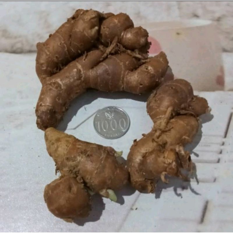 

KENCUR SEGAR 250GR GRAM ALAMI JAMU HERBAL ANTI VIRUS