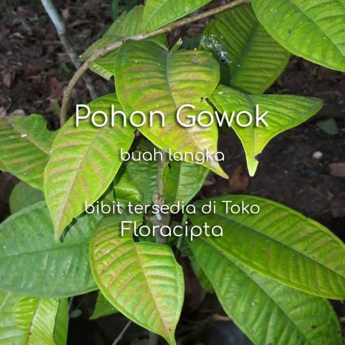 Pohon Gowok Bibit Tanaman Buah Gowok Mulai Langka
