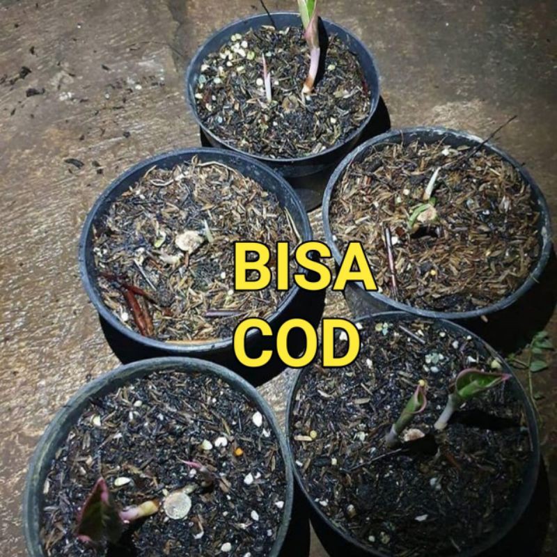 bonggol aglonema lotus