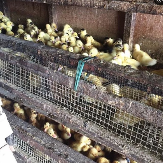 Dod peking KW dan DOD Hibrida