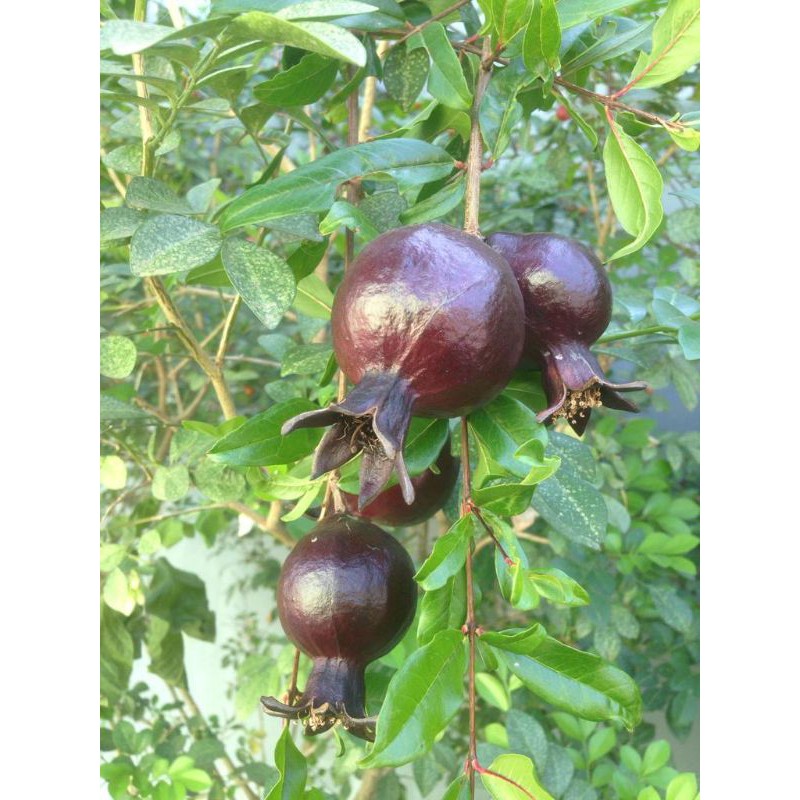 bibit tanaman delima hitam/pohon buah delima hitam