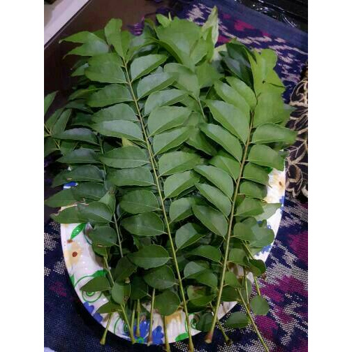 

jtg80ht Daun Kari / Daun Salam Koja 56Ye45