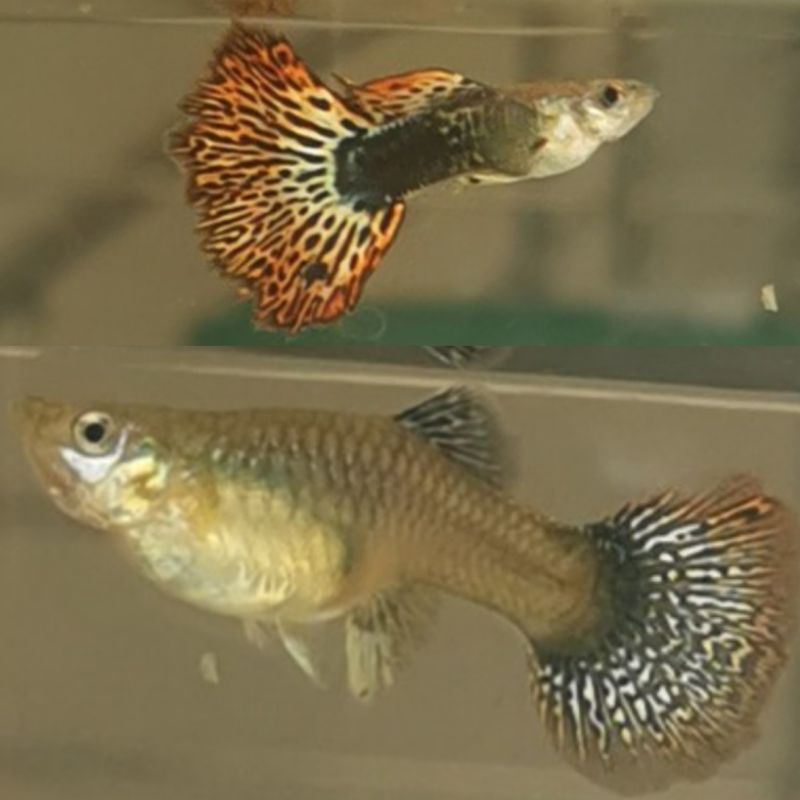ikan hias aquarium Guppy var. Tiger sepasang pair siap breed mijah. nih ikan masuk usia produktif