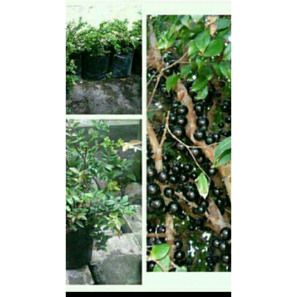 Uk1 Bibit Anggur Brazil Anggur Pohon 2 Bibit R01